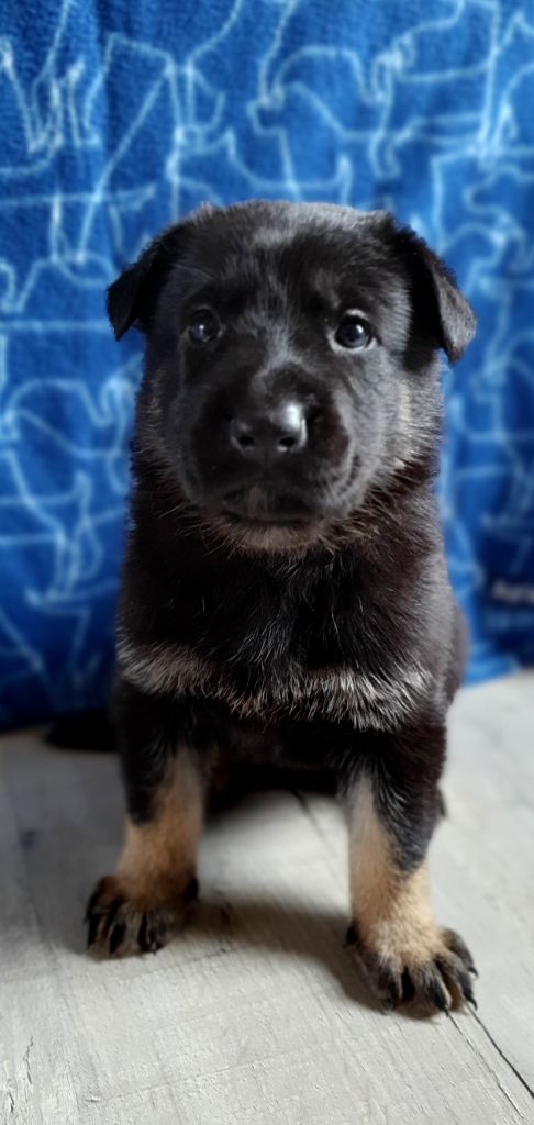 Des éclairs De Fureur - Chiot disponible  - Berger Allemand