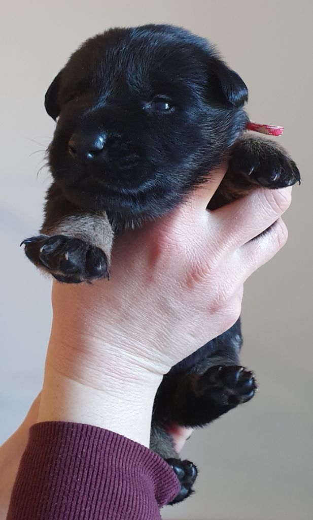 Des éclairs De Fureur - Chiot disponible  - Berger Allemand