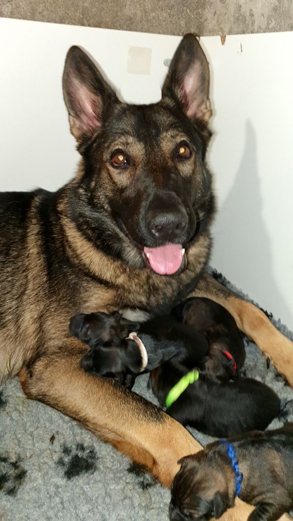 chiot Berger Allemand Des éclairs De Fureur