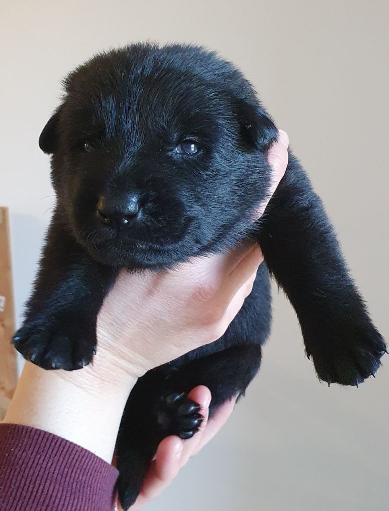 Des éclairs De Fureur - Chiot disponible  - Berger Allemand