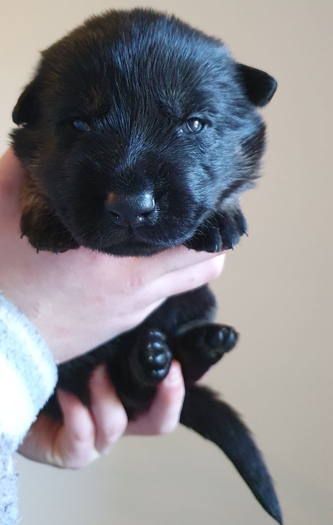 Des éclairs De Fureur - Chiot disponible  - Berger Allemand