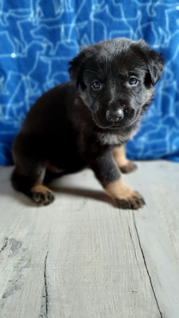 Des éclairs De Fureur - Chiot disponible  - Berger Allemand