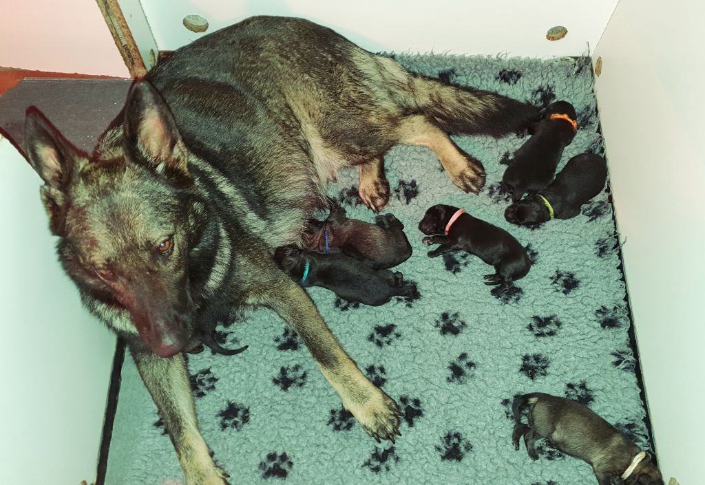 chiot Berger Allemand Des éclairs De Fureur