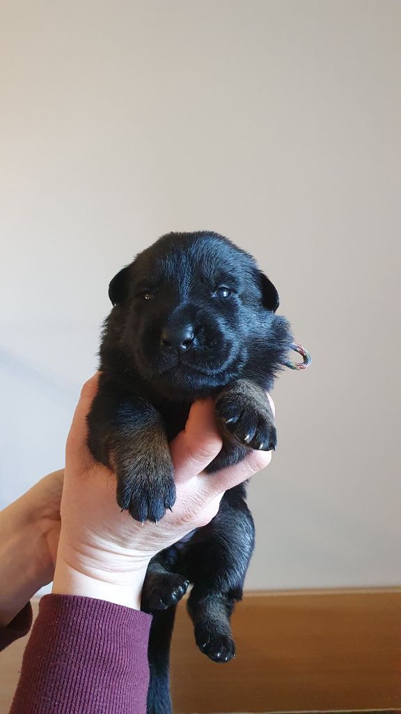 Des éclairs De Fureur - Chiot disponible  - Berger Allemand