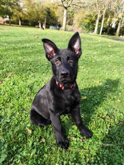 Des éclairs De Fureur - Chiot disponible  - Berger Allemand