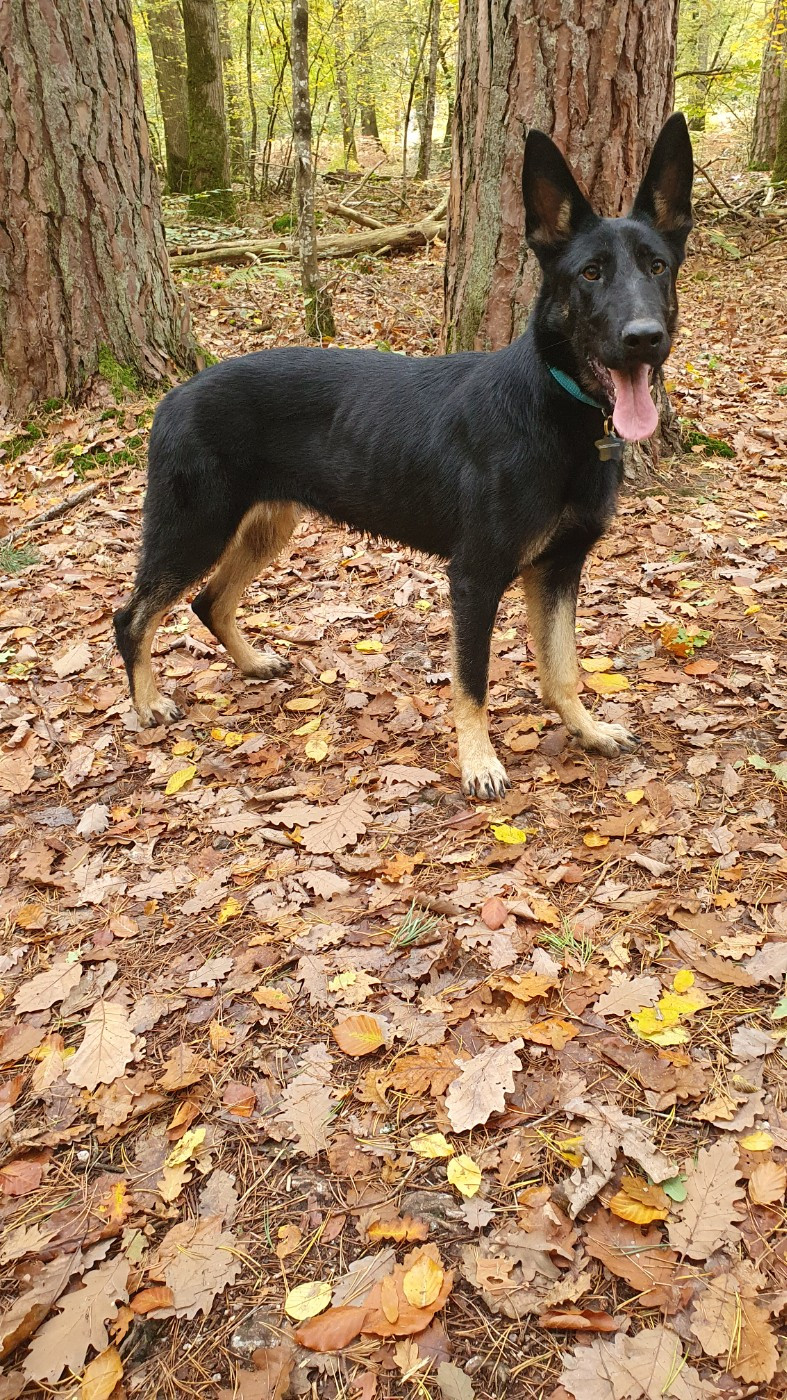 Végas ronnie Des éclairs De Fureur