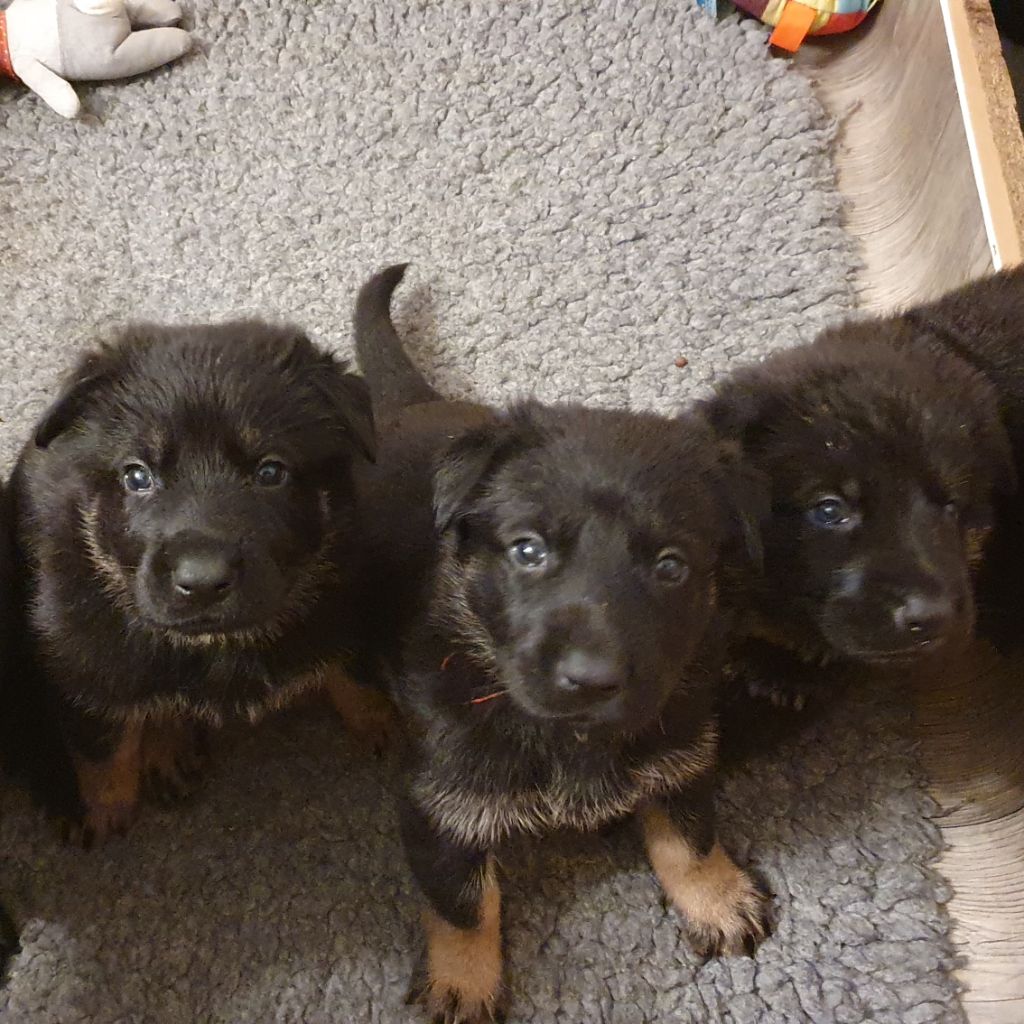 Des éclairs De Fureur - Chiots disponibles à la réservation !