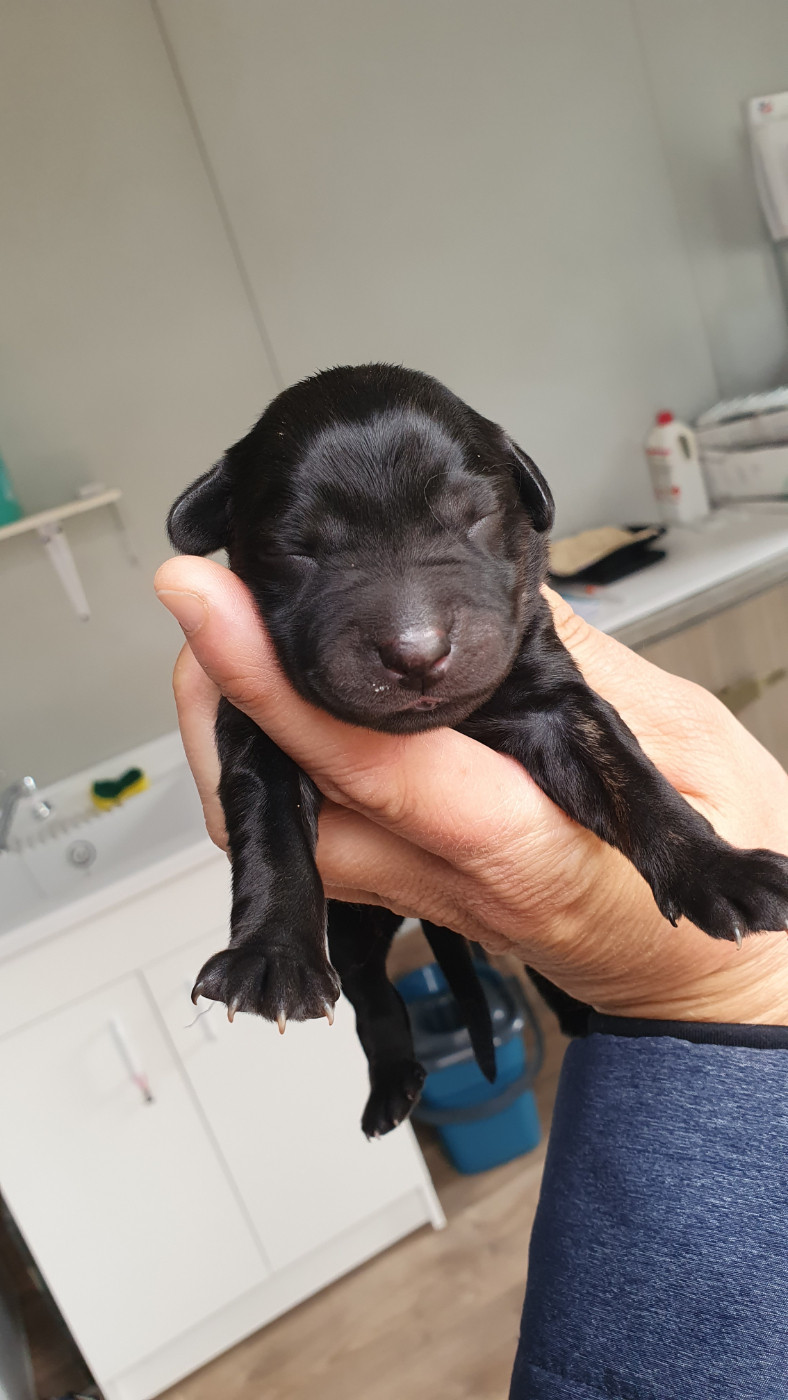 Des éclairs De Fureur - Chiots disponibles - Berger catalan