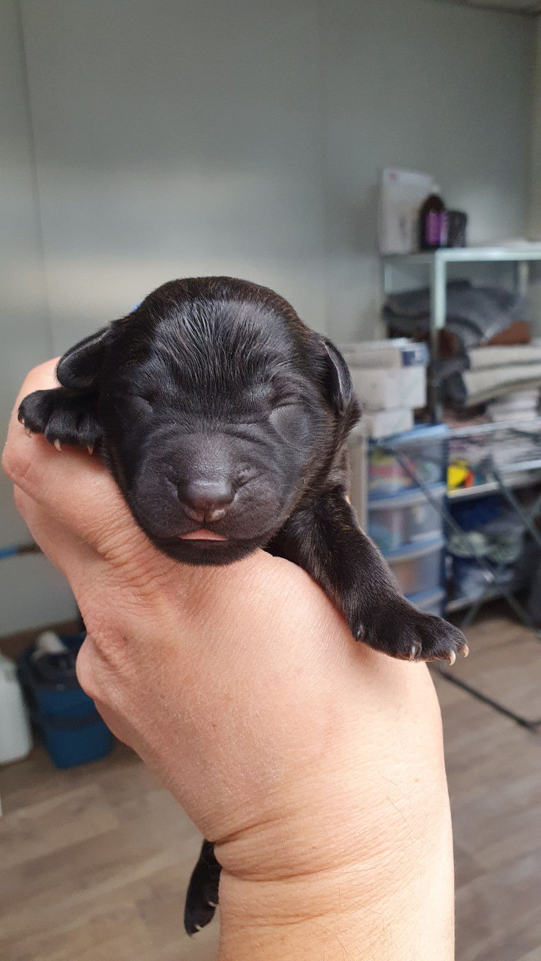 Des éclairs De Fureur - Chiots disponibles - Berger catalan