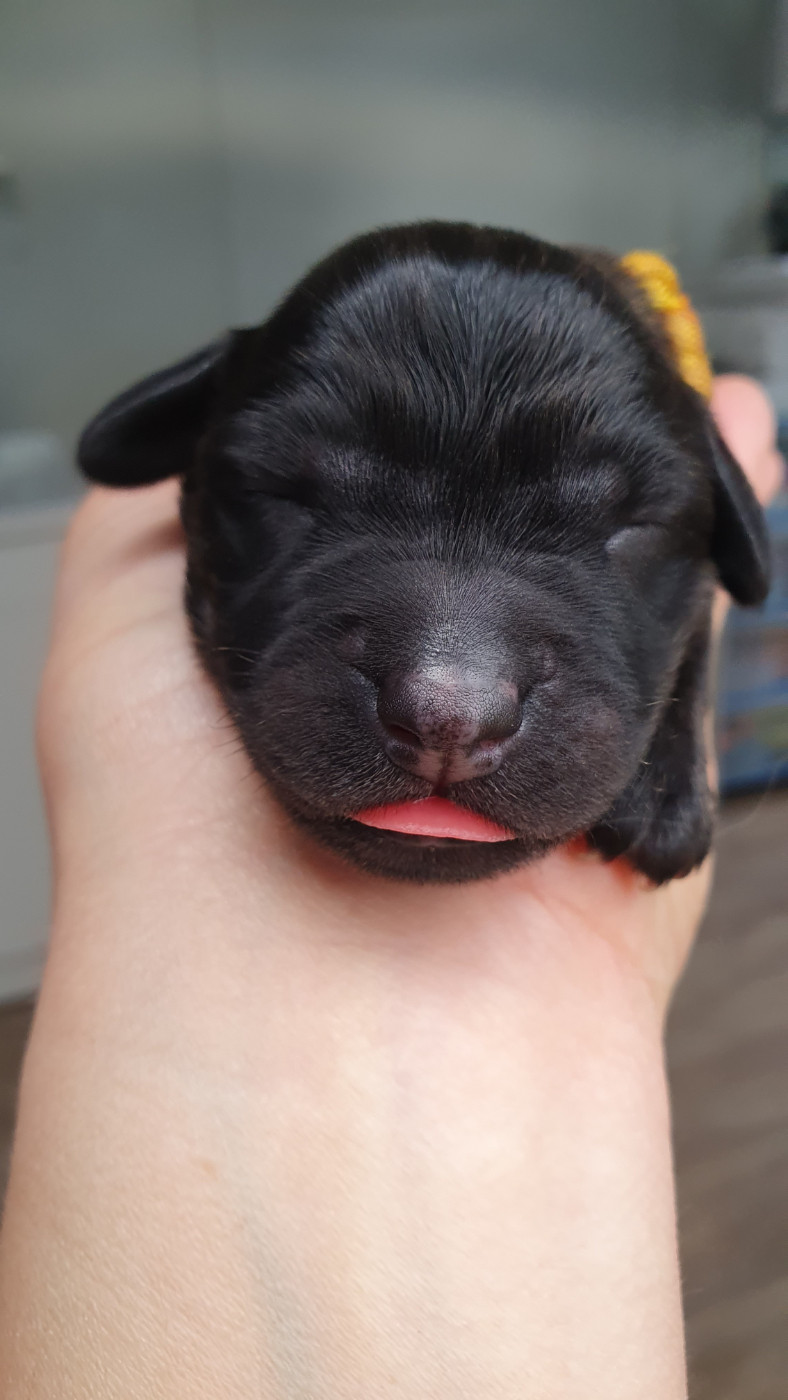 Des éclairs De Fureur - Chiots disponibles - Berger catalan