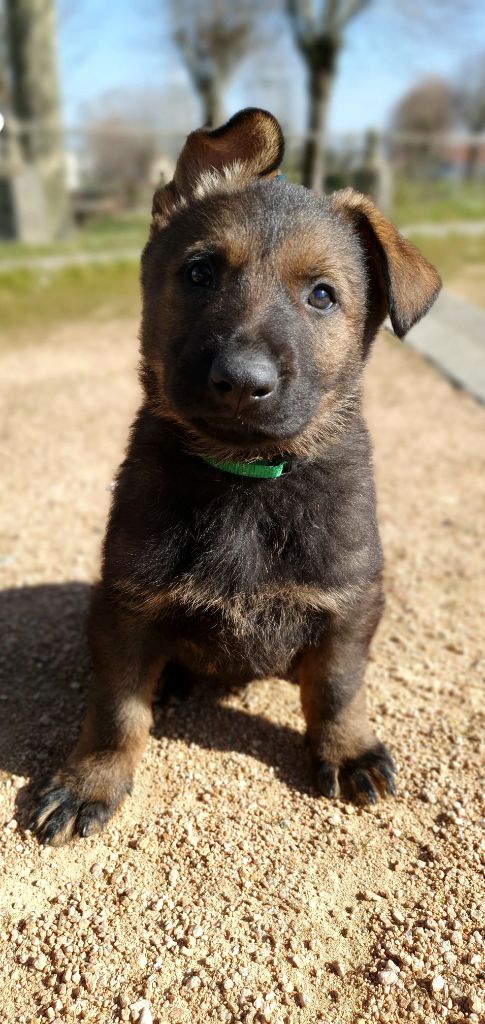 Des éclairs De Fureur - Chiots disponibles - Berger Allemand